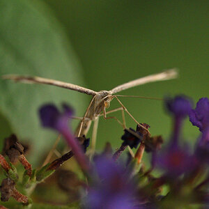 DSC_4071_00001.jpg