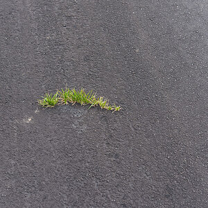 Insel im Asphalt (1 von 1).JPG