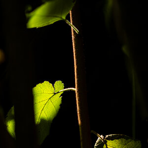 HAR_7002-2.jpg