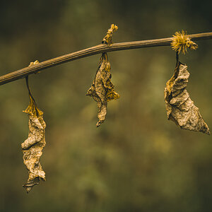 Abhängen