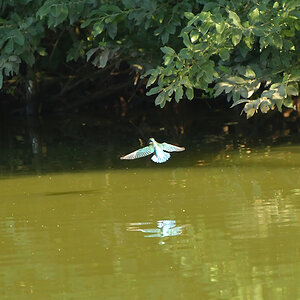 NF_Eisvogel_DSC_2970.jpg