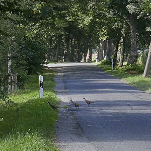 _1220520PAxl.jpg