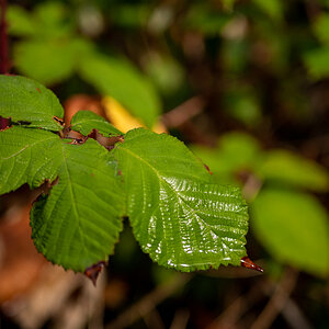 Brombeerblatt