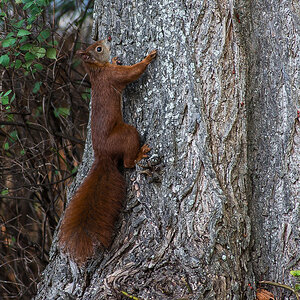 Eichhörnchen (1 von 1).JPG