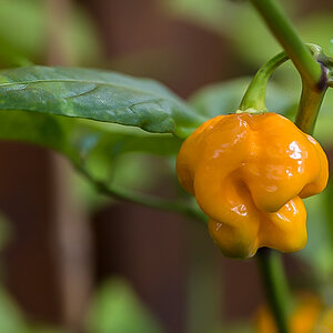 Habanero gelb-9990.JPG
