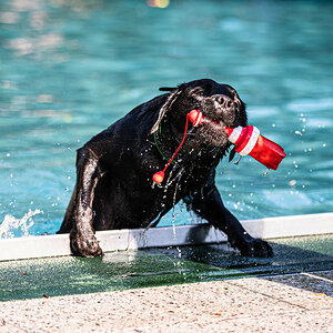 Hundeschwimmen 2020