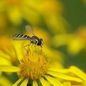Schwebefliege