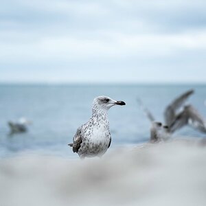 Möwe