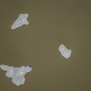 Foam-0187.JPG