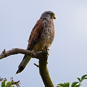 811_6521at15l15fkerps70sp50.jpg