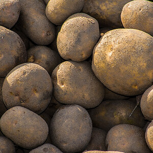 Heidegold-0209.JPG