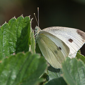 OF5_04371.jpg
