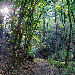 Wald.jpg