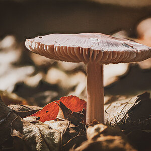 Pilz