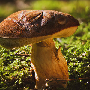 Steinpilz