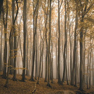 Herbstwald auf Rügen