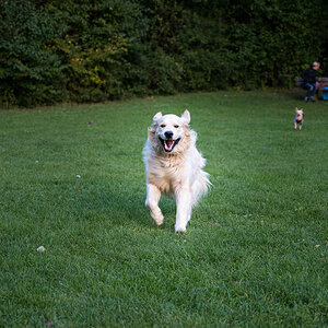 Golden Retriever Eddy