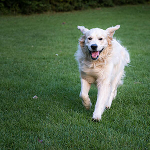 Golden Retriever Eddy