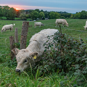 201001 AL545 NF-F-31.jpg