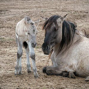 Koniks im Wildpark Schorfheide