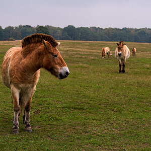 Przewalski-Pferde im Wildpark Schorfheide