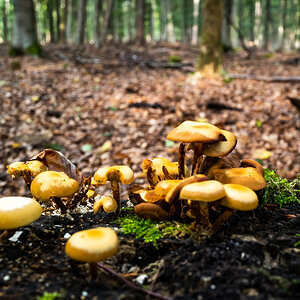 Pilze