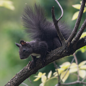 Eichhörnchen-02.jpg