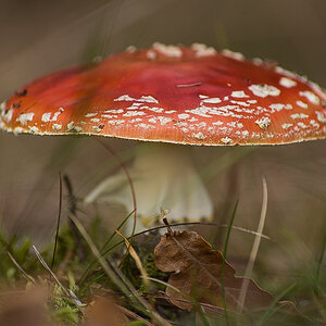 Fliegenpilz 1 (1 von 1).JPG