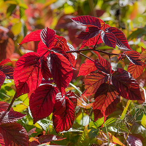 Herbstbrombeeren (1 von 1).JPG