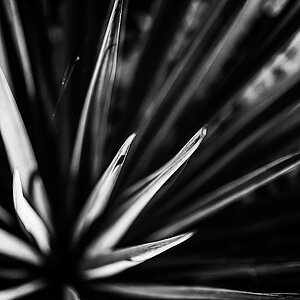 Agave 1-.JPG