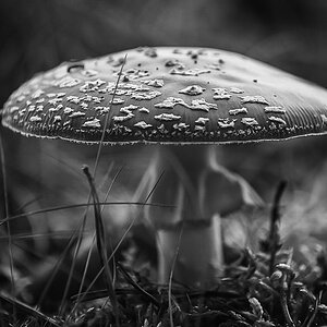 Fliegenpilz (1 von 1).JPG