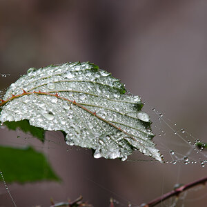 DSC_0135.jpg