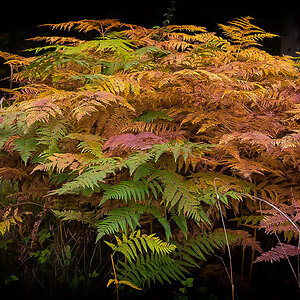 Herbstfarn (1 von 1).JPG