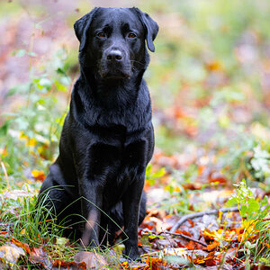 Herbstportrait