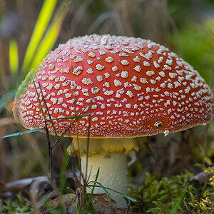 Fliegenpilz 2 (1 von 1).JPG