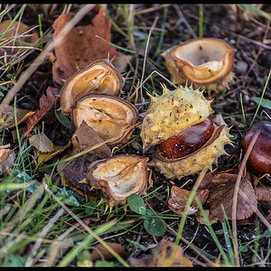 Herbstkastanien 2 (1 von 1).JPG