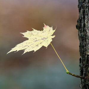 _DSC8122.jpg