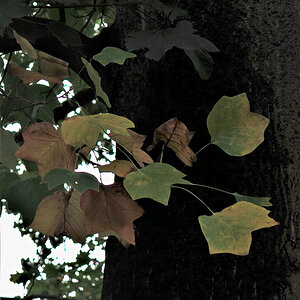 Herbst im Tulpenbaum.jpg