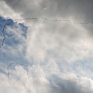 OF-26930.jpg