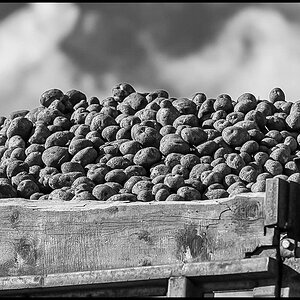 Kartoffelernte (1 von 1).JPG