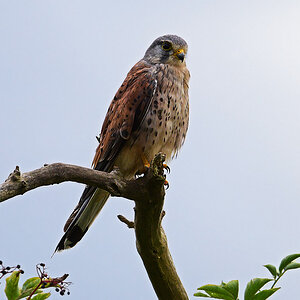 811_6529at10l15fkerps70sp50.jpg