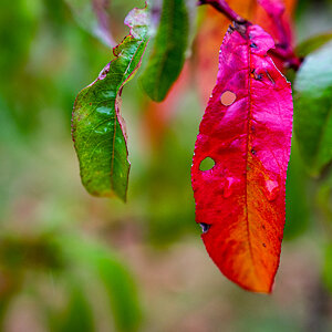 Das Blatt knallt aufs Auge