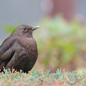 amsel.jpg