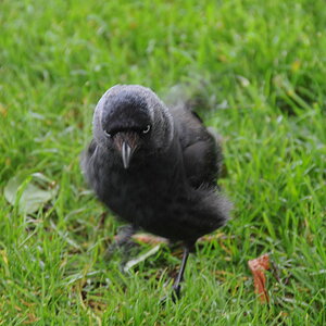 DSC_2134.JPG