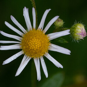 kleinWeißblüte.jpg