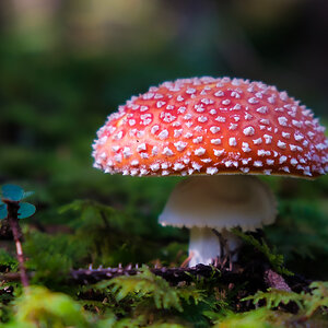 Fliegenpilz-2709.jpg