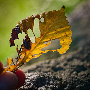 Herbstblatt