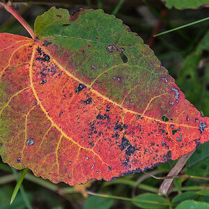 Herbstfarben (1 von 1).JPG