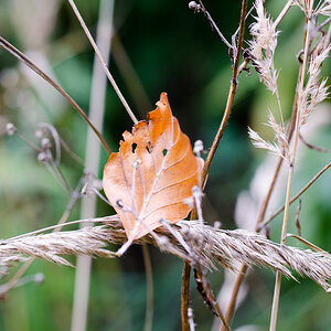 _DSC8211.jpg