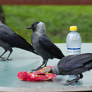 DSC_1562.jpg